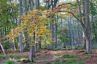 Buchenwald im Herbst