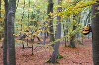 Buchenwald Dar� Baumpilze