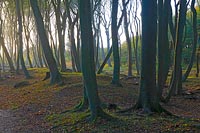 Buchenwald Dar� Gegenlicht