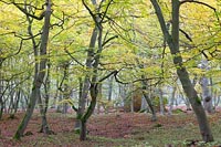 Buchenwald Dar� Herbst