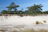 Duenenkante Dar�er Ort