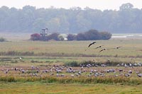 Kraniche anfliegend Guenz