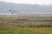 Kraniche am Guenzer See