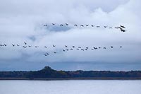 Kraniche fliegend Zingst