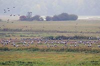 Kraniche mit anfliegenden Ente