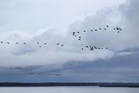 Kraniche morgens ueber Bodden