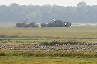 Kraniche Rehe in Guenz