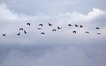 Kraniche vor blaugrauem Himmel