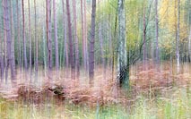 Kiefern Farn pastellfarben