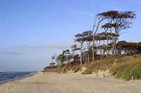 Windfluechter am Weststrand