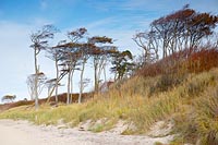 Windfluechter Buchen