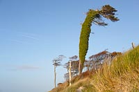 Windfluechter mit Efeu