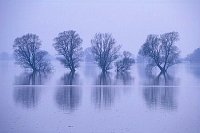 Baumgruppe im Hochw Elbtal