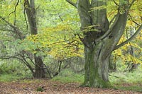 Buche mit Herbstlaub