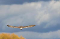 Sakerfalke am Herbsthimmel