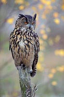 Uhu a Weidepfahl Herbst