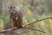 Uhu interessiert guckend