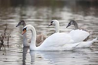 Hoeckerschwan Familie