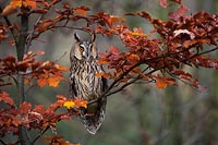 Waldohreule in Buche