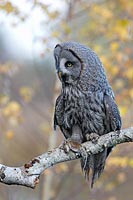 Bartkauz mit Maus auf Ast