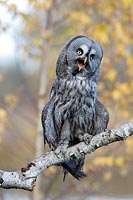 Bartkauz verschluckt Maus