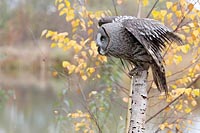 Bartkauz von Baum startend