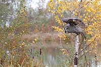 Bartkauz von Birke startend