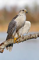 Gerfalke vor Gewaesser