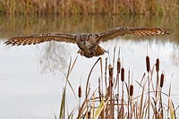 Uhu ueber Rohrkolben fliegend