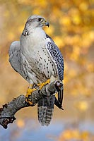 Gerfalke Herbstlaub