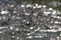 Flaris auf Gewaesser schwebend