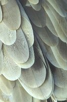 Gaensegeier Federstruktur