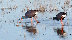 Purpurhuhn 2 hintereinander