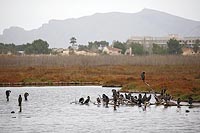 Kormorane SAlbufera Mallorca