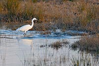 Seidenreiher spritzender Fisch