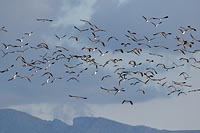 Kiebitze blauer Himmel