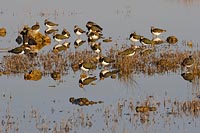 Kiebitze im Abendlicht