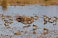 Kiebitze im Gewaesser ruhend