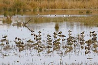 Kiebitze schlafend S Albufera