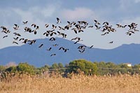 Kiebitze ueber Schilf fliegend