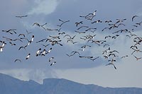 Kiebitze vor blauem Himmel