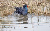 Purpurhuhn badend schuettelnd