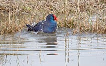 Purpurhuhn Bad nehmend