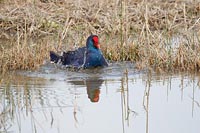 Purpurhuhn badend v vorn