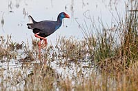 Purpurhuhn Fuss hebend