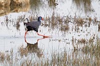 Purpurhuhn Fuss vorstreckend