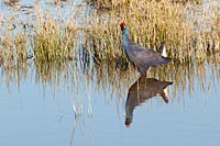 Purpurhuhn Himmel beobachtend