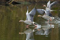 Graugans Vertreibung