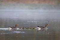 Graugans Familie Wasser