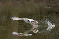 Graugans startend Spiegelbild